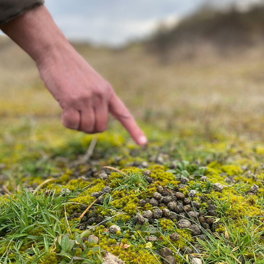 Keutels in de duinen