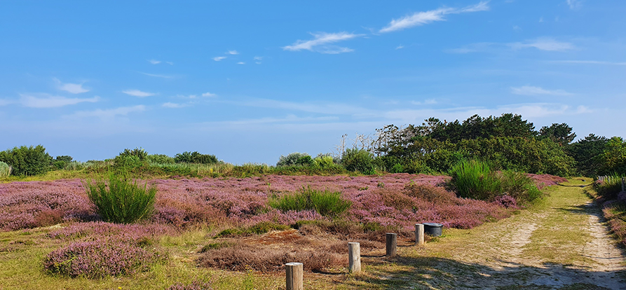 /over-dunea/-/media/images/duinen/solleveld-mobiel-website.ashx