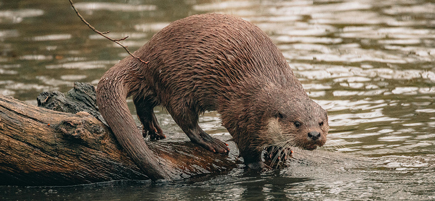 /over-dunea/-/media/images/nieuws/2024/otter-mobiel-davidselbert.ashx